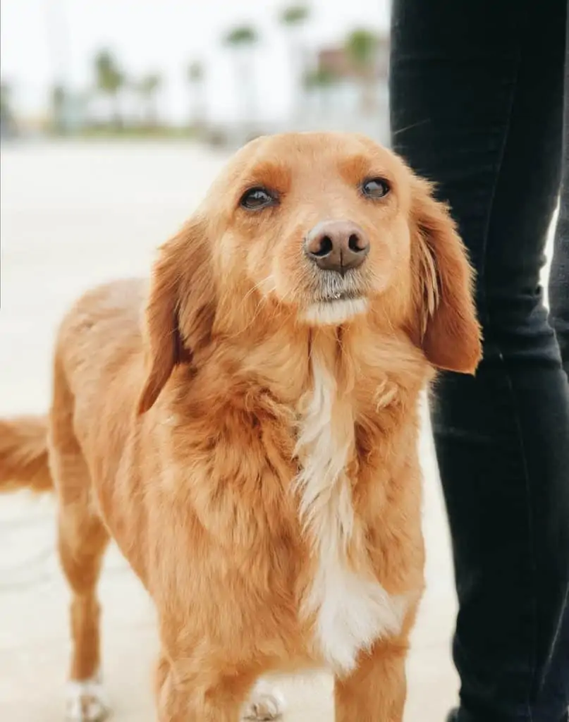 8 a golden dox looking at the camera