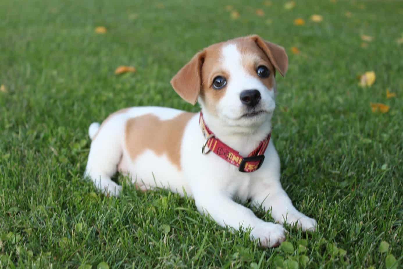 Jack Russell Beagle Mix Your Ultimate Breed Information Guide Your