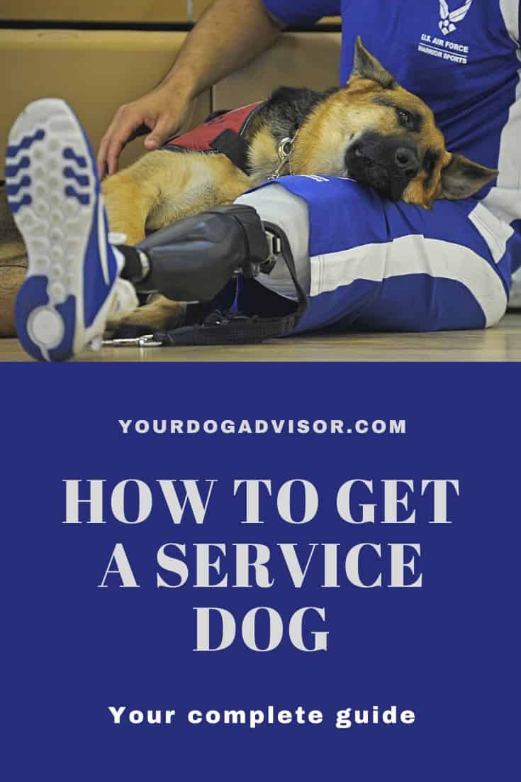 How to Get a Service Dog Your Complete Guide Your Dog Advisor