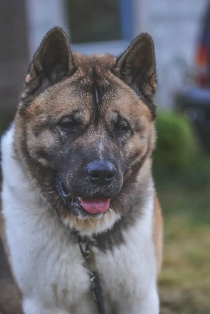 9 a brown and white American Akita