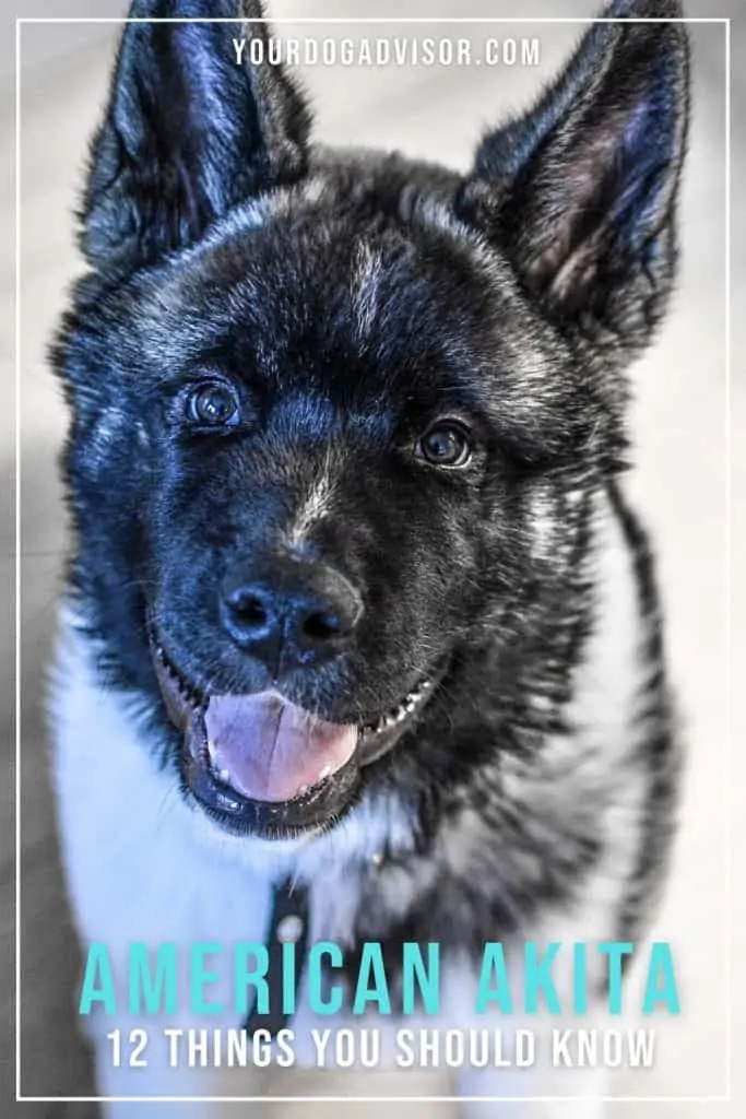 American Akita 1