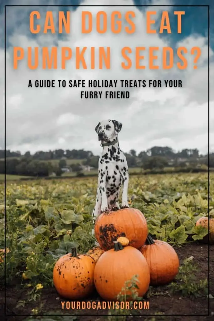 Can Dogs Eat Pumpkin Seeds 1