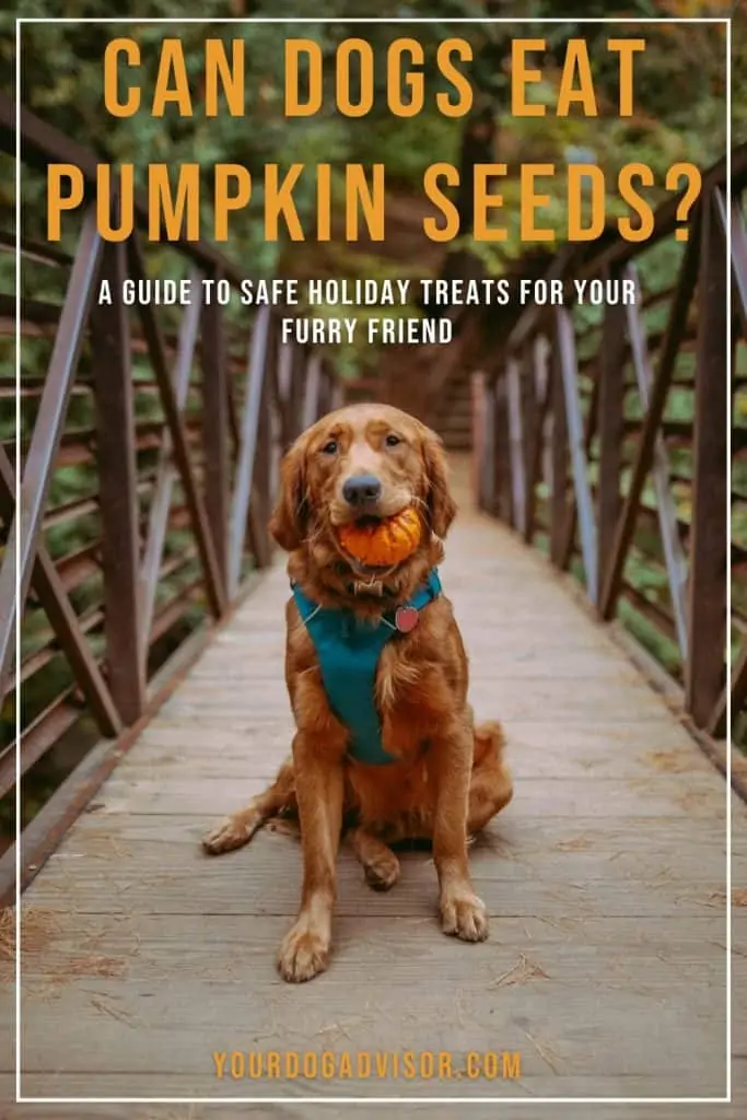 Can Dogs Eat Pumpkin Seeds 2