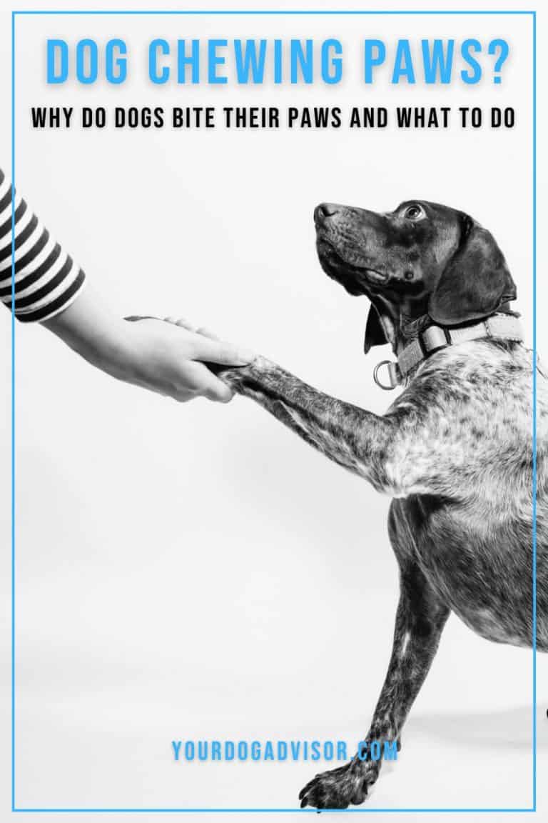 Dog Chewing Paws? Why Do Dogs bite Their Paws and What To Do Your Dog