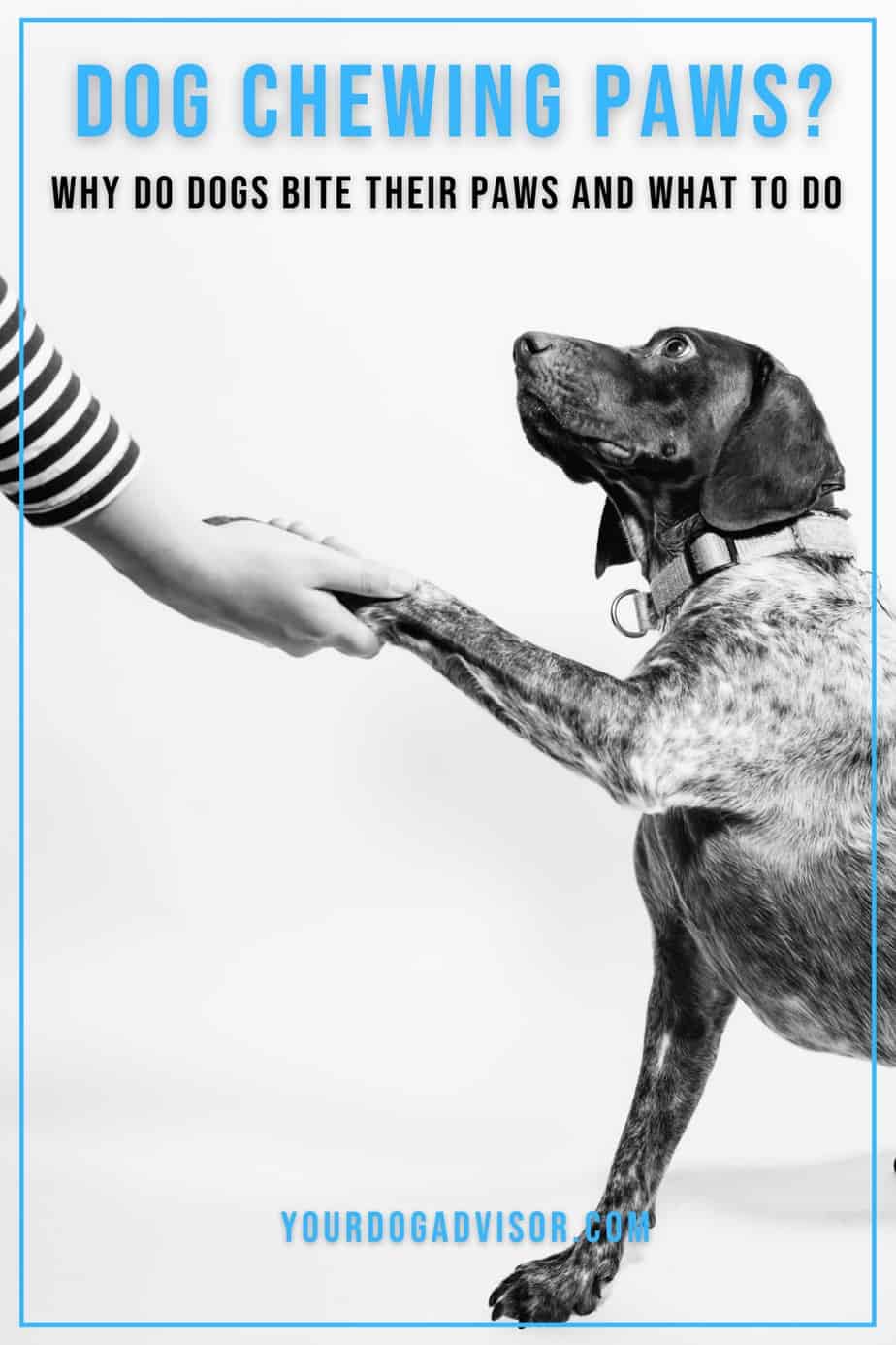 Dog Chewing Paws? Why Do Dogs bite Their Paws and What To Do Your Dog