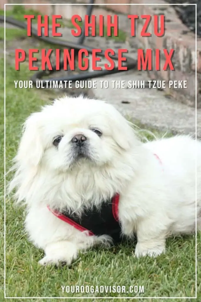 Shih Tzu Peke 1