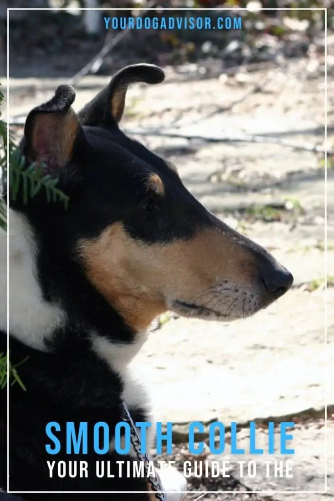 Smooth Collie 1