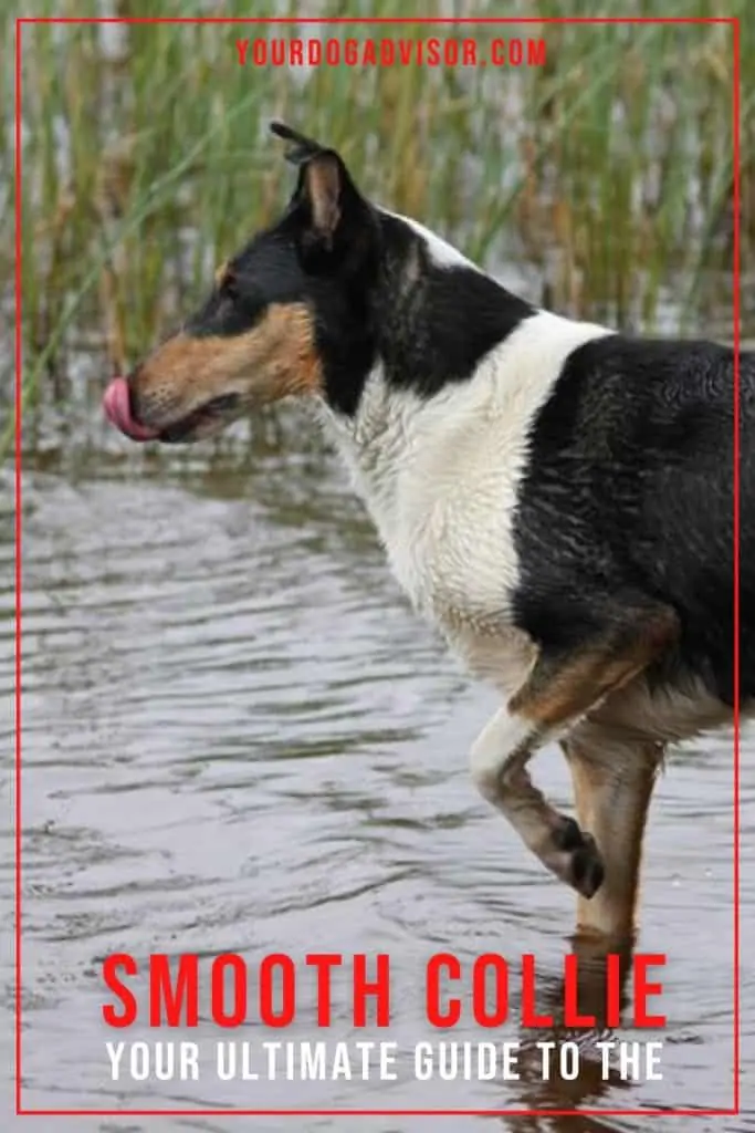 Smooth Collie 2