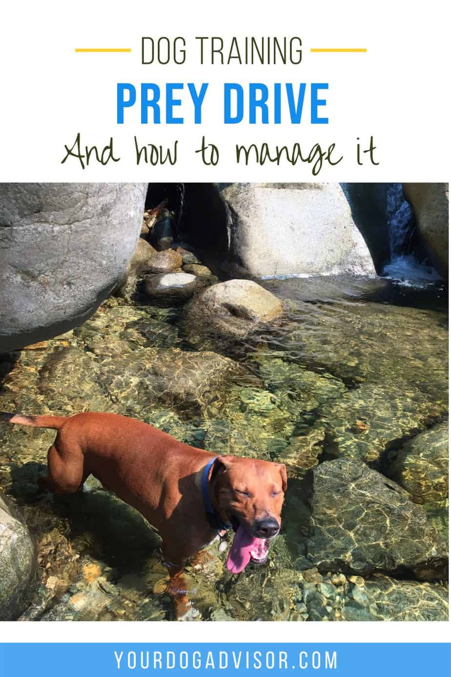 Signs of Prey Drive in Dogs and How to Manage It Your Dog Advisor