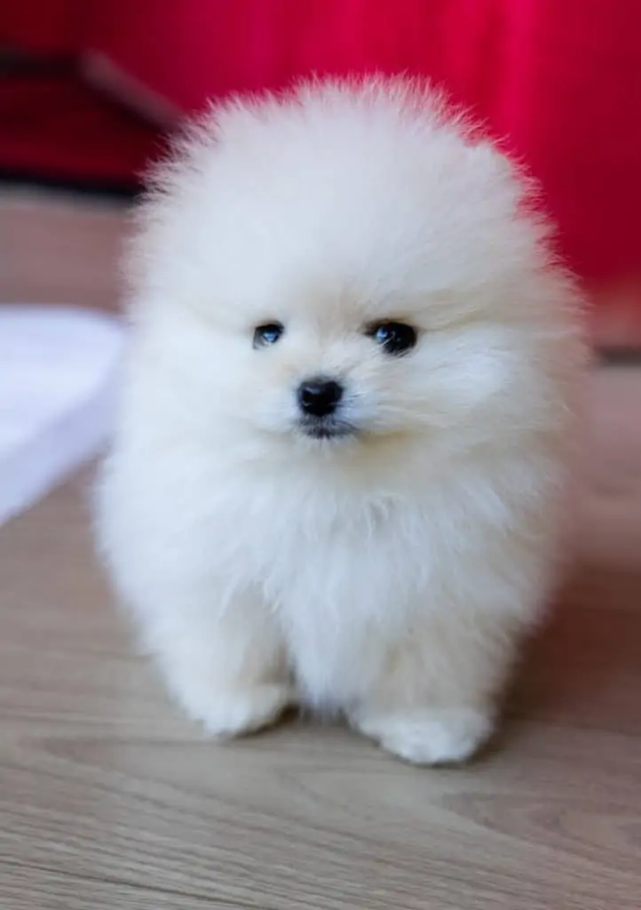 Purebred discount pomeranian price