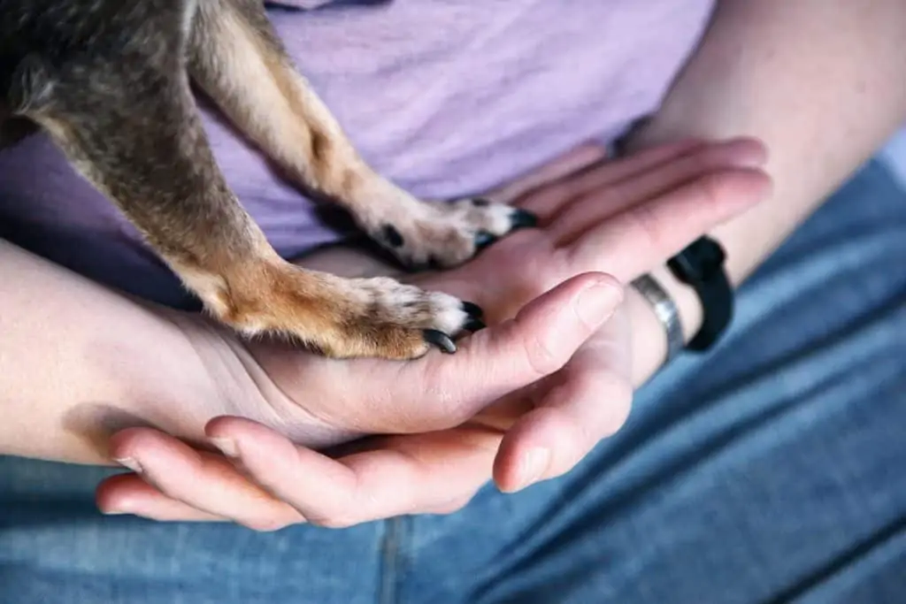 3 a dogs paws in a womans hands