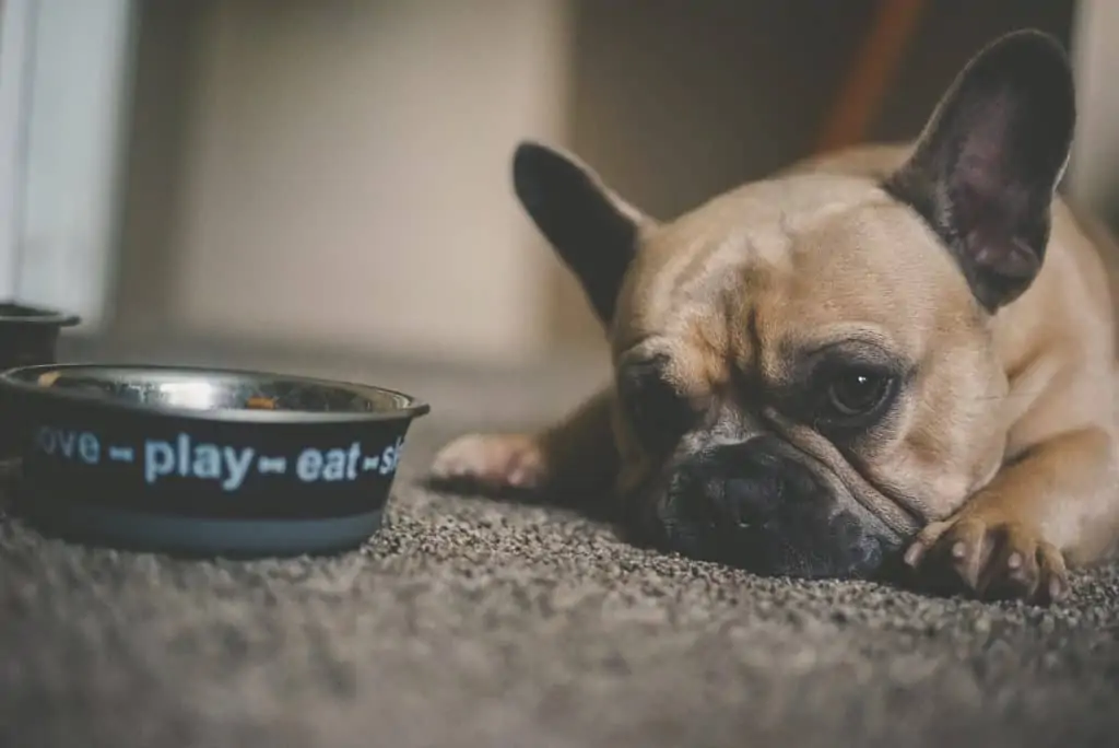 3 a frenchie laying by his bowl