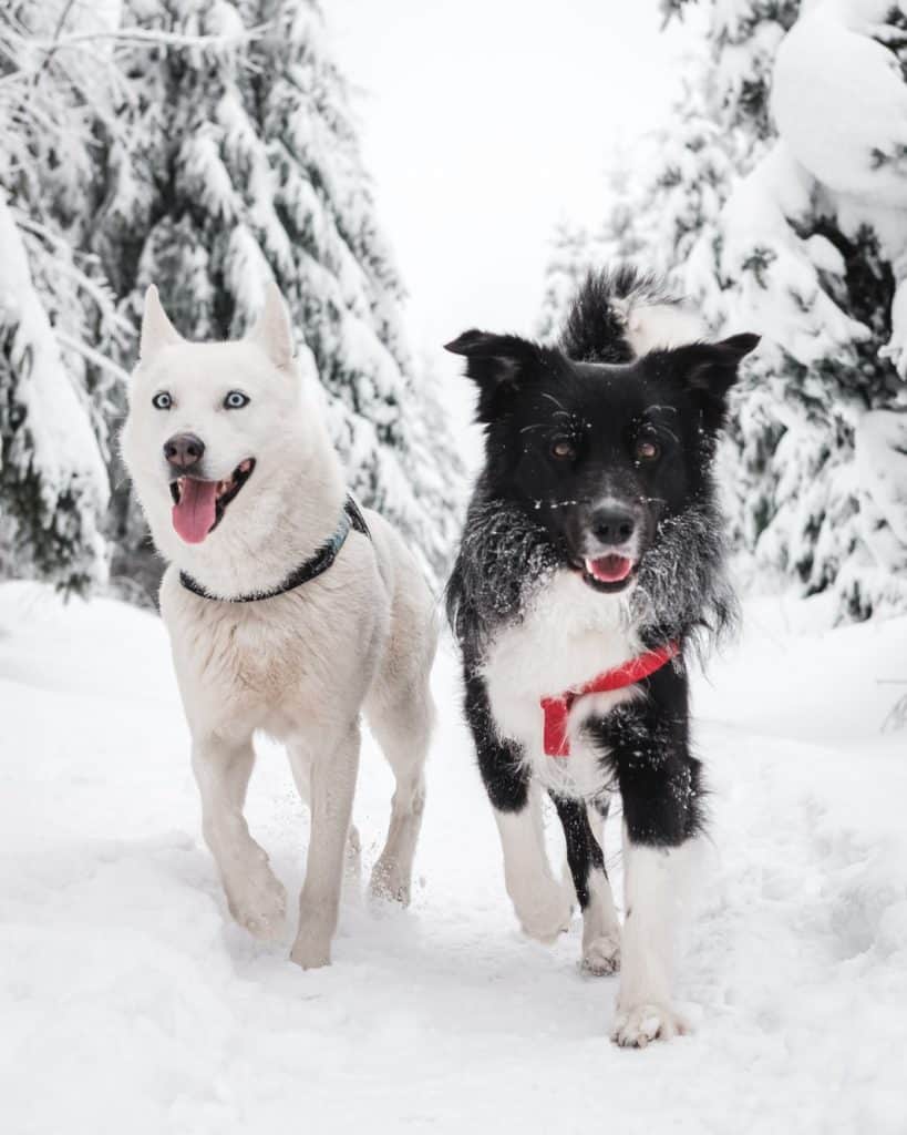 3 a husky and a border collie