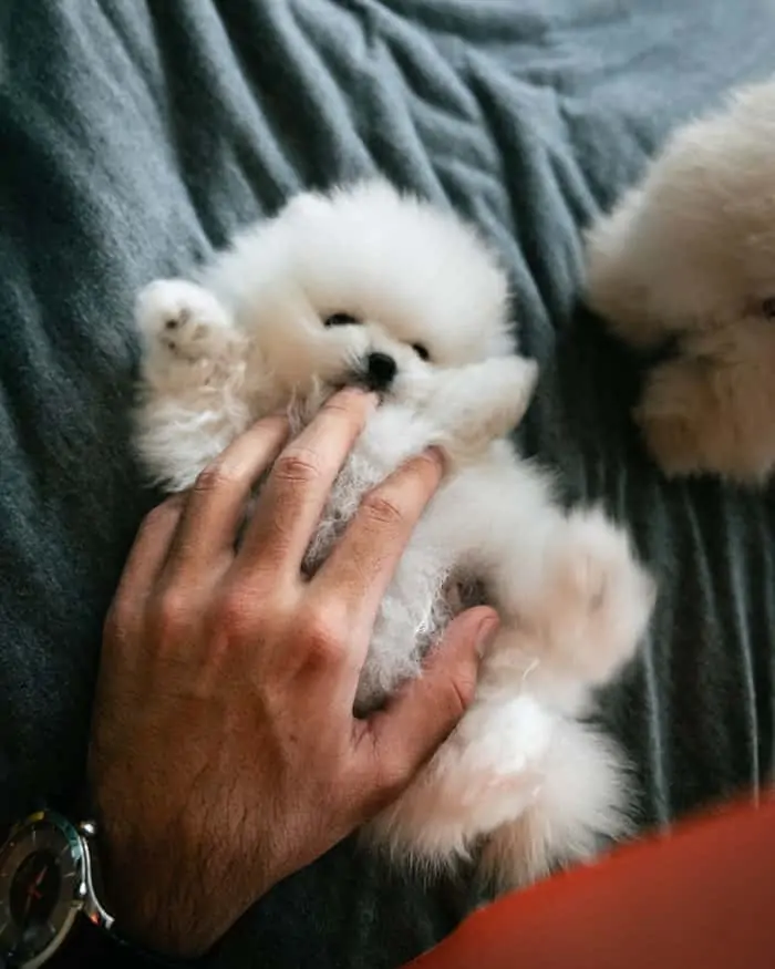 3 a white Pomeranian puppy on its back
