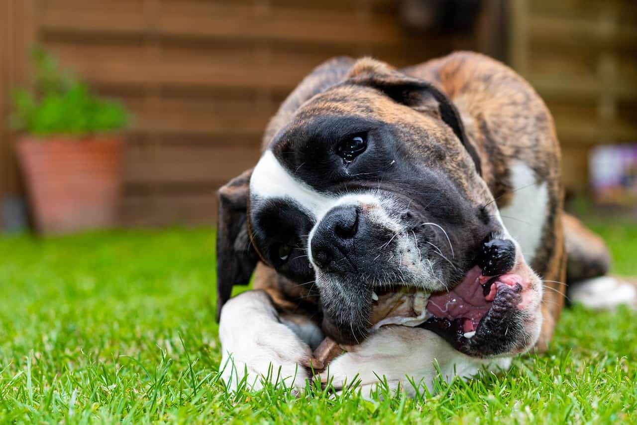 Can Dogs Eat Pork? What To Know Before Feeding Pork To Your Dog Your