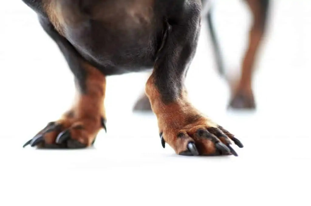 4 dachshund paws