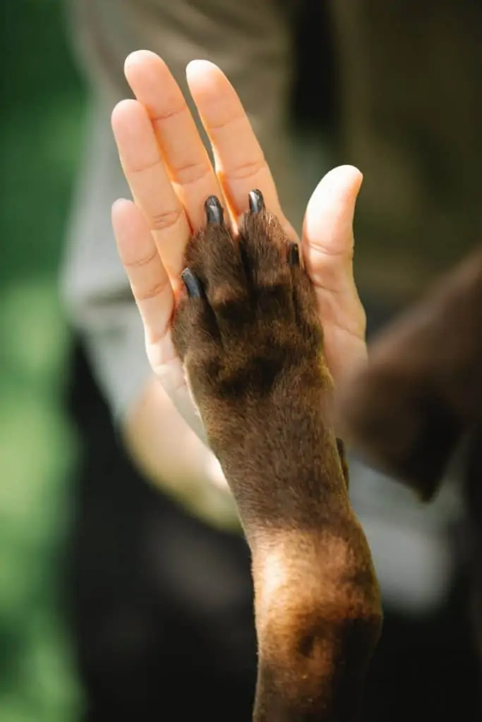 5 a dog with his paw in a persons hand