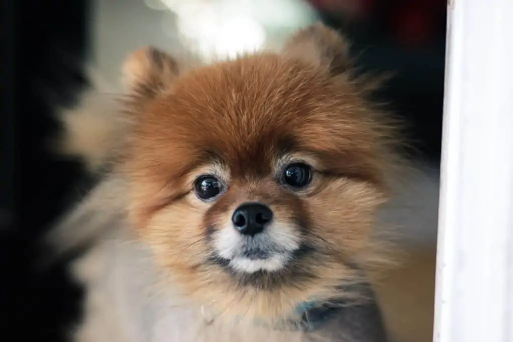 6 an upclose picture of a pomeranian