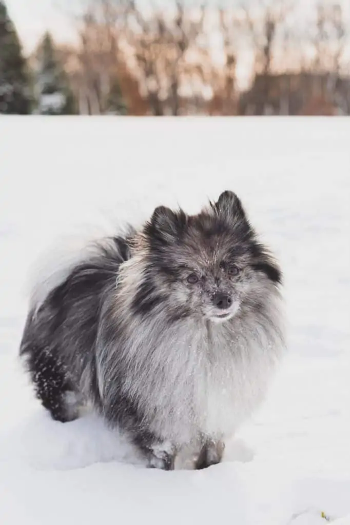 7 a brindle pomeranian in the snow