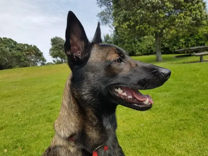 7 a doberman shepherd mix aswith a red harness