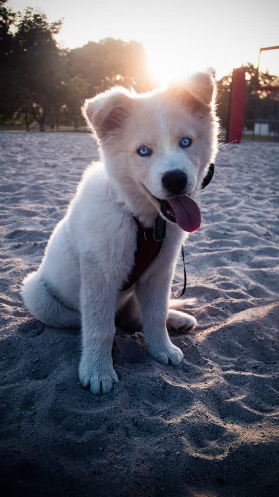 9 the Siberian Pyrenees