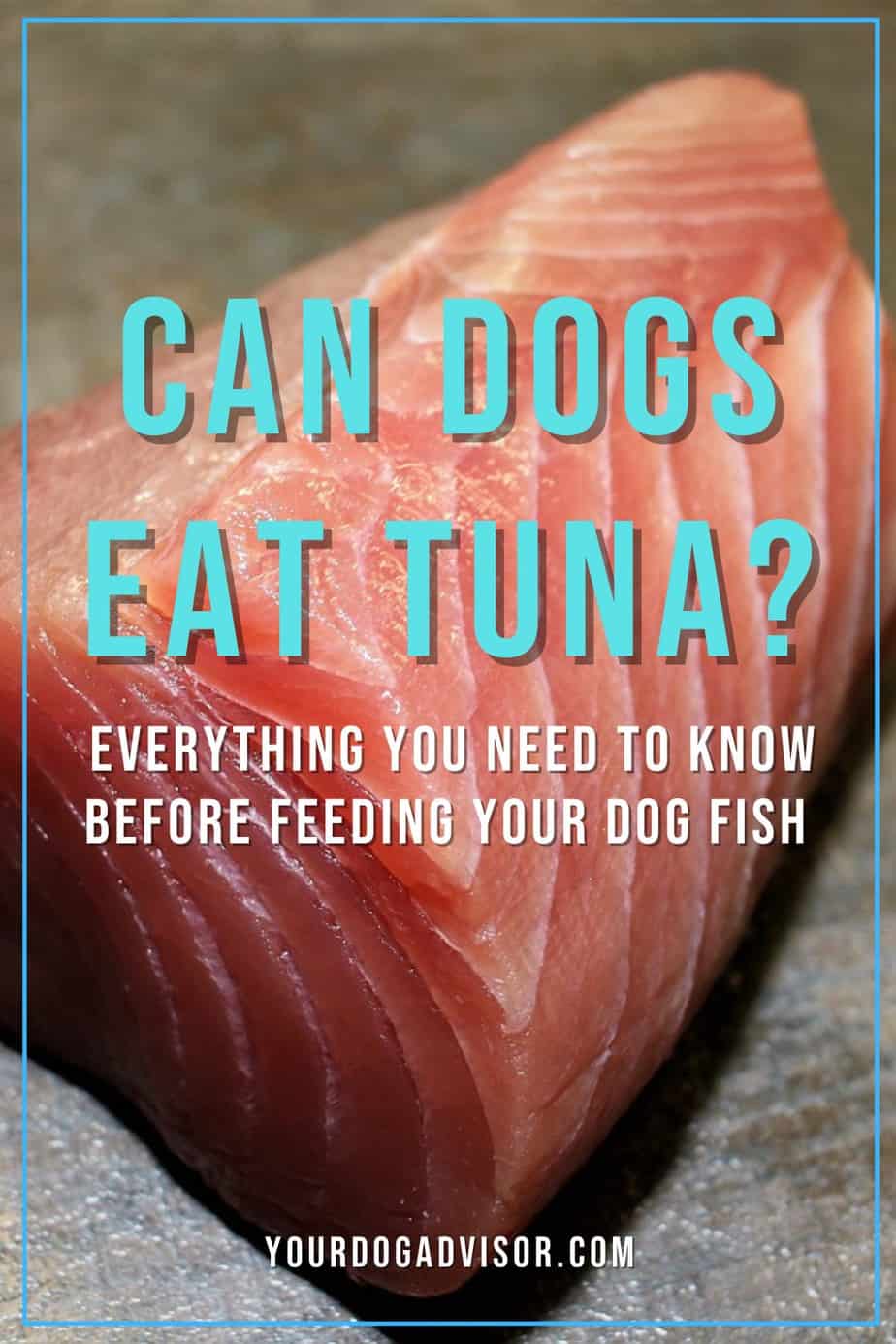 Can Dogs Eat Tuna? Your Dog Advisor