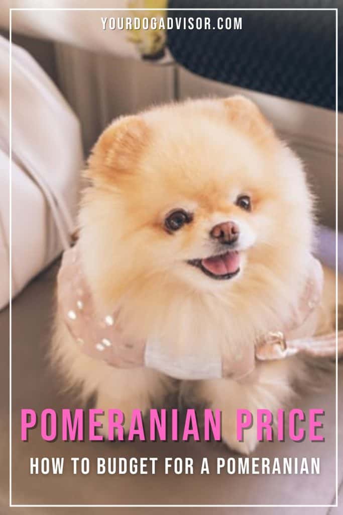 Pomeranian Price 1