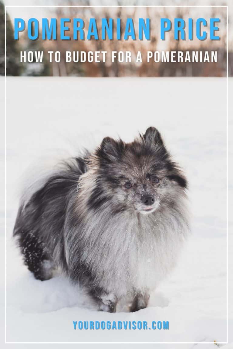 Pomeranian Price How To Budget For A Pomeranian Your Dog Advisor