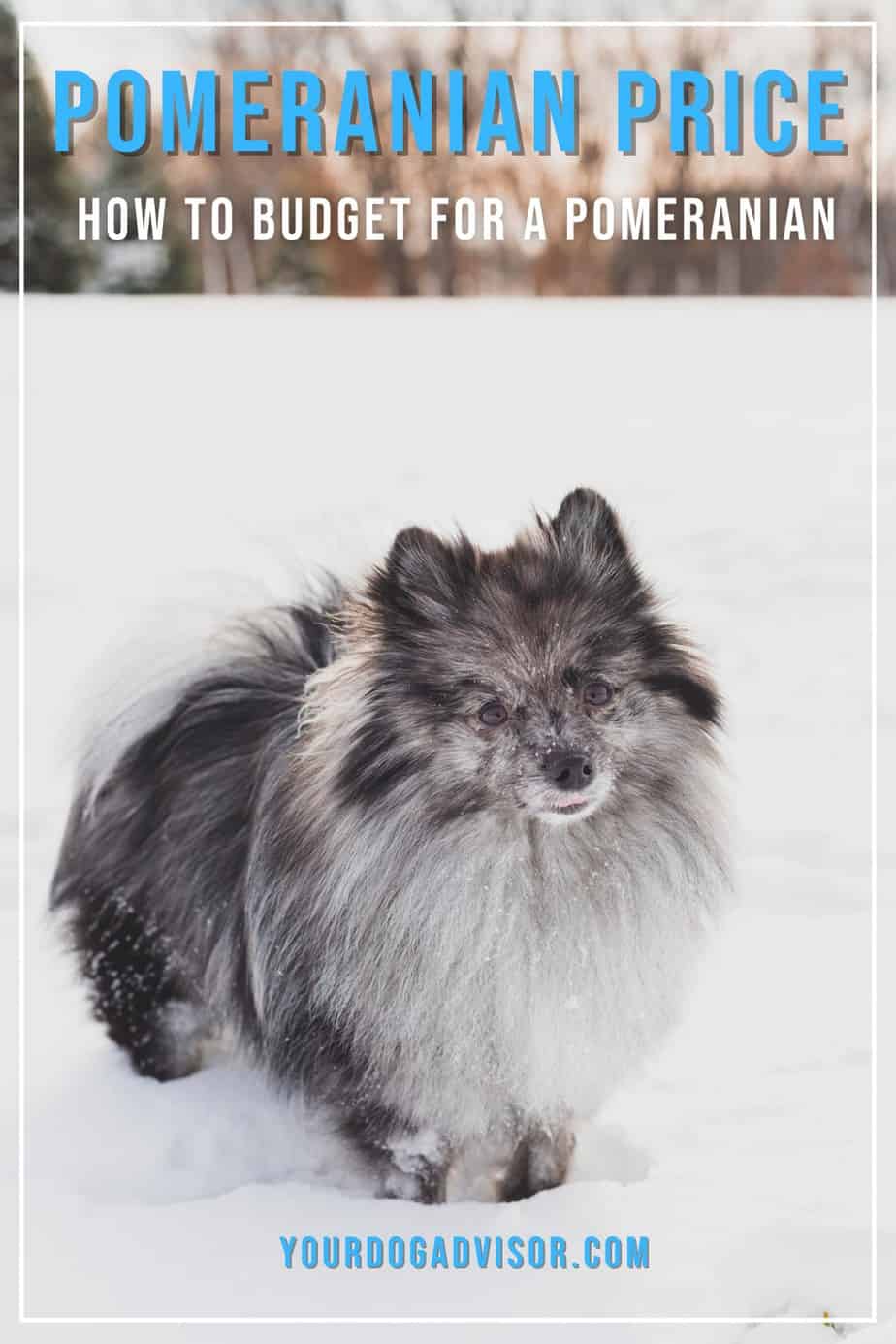 Pomeranian Price How To Budget For A Pomeranian Your Dog Advisor