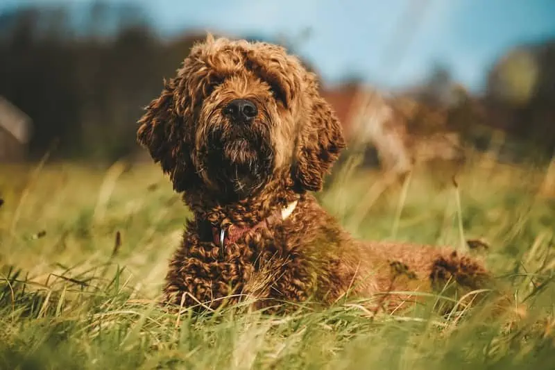 1 an Irish Doodle in grass