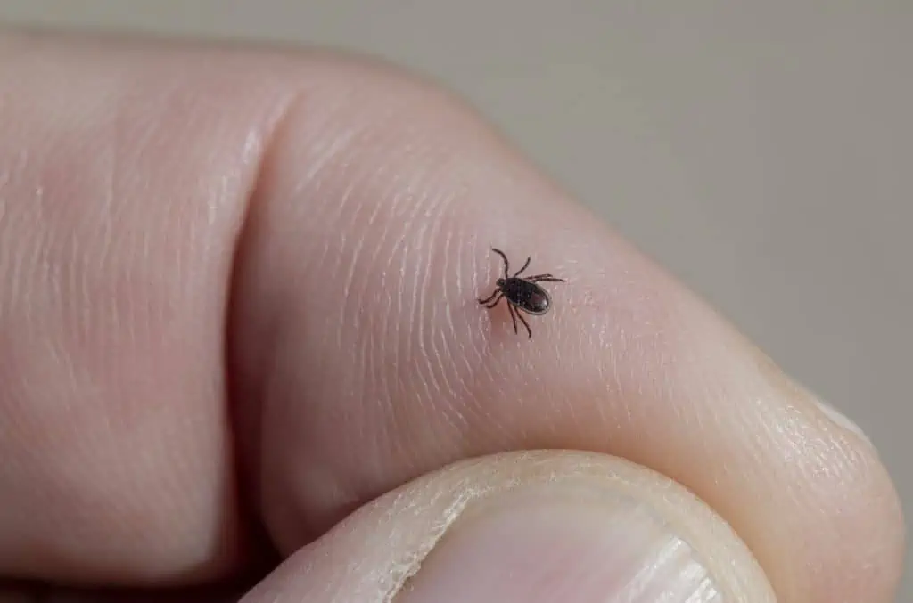 2 a tick on a hand