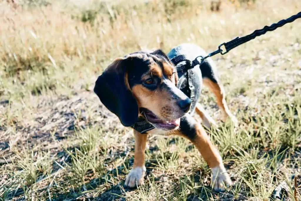 3 a beagle mix outside