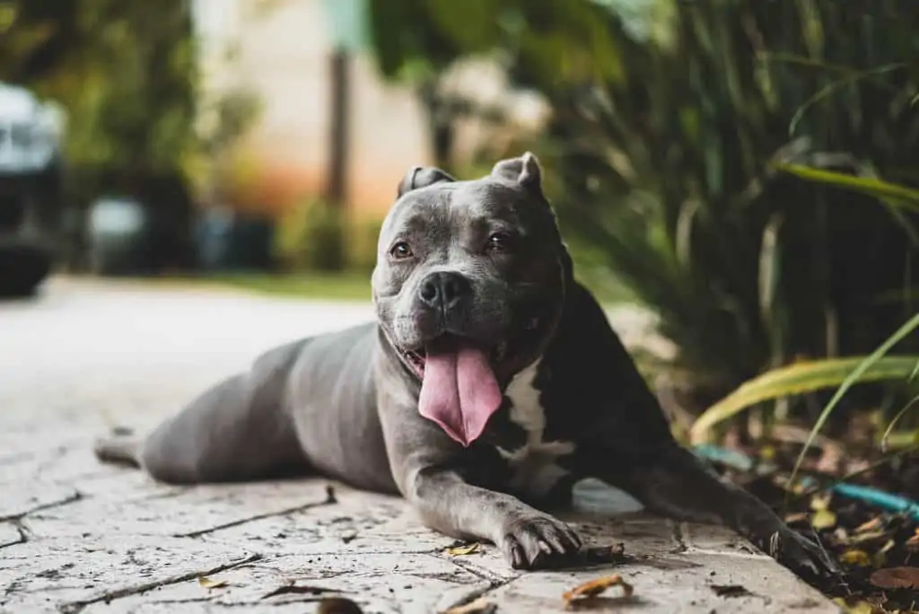 3 a blue pitbull