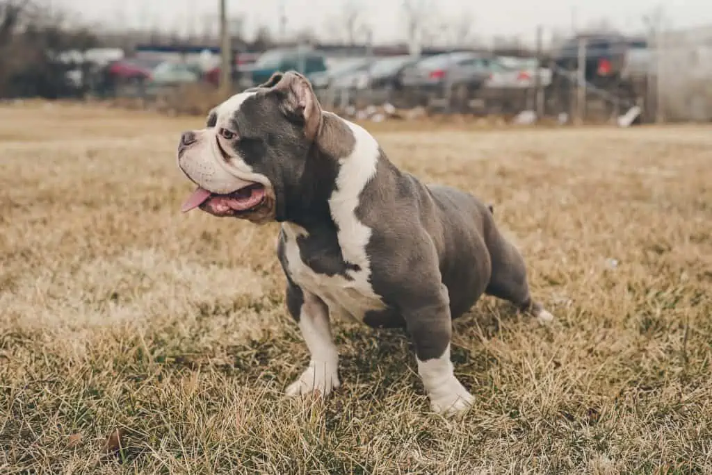 3 a gray and white Shorty Bull