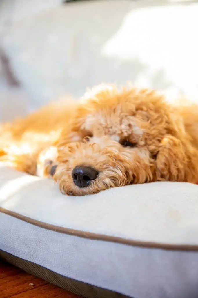 3 an irish doodle laying down