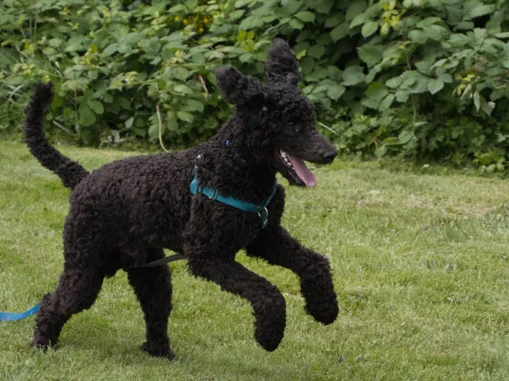 4 a black doodle dog