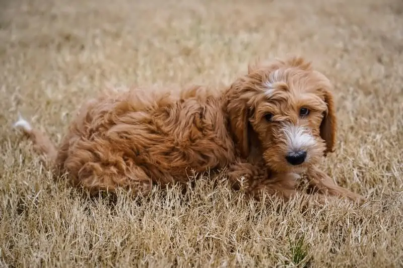 4 an irish doodle puppy