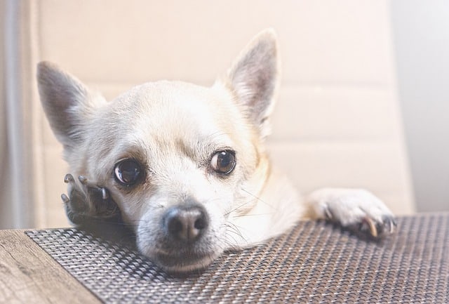 5 Chihuahua at kitchen table