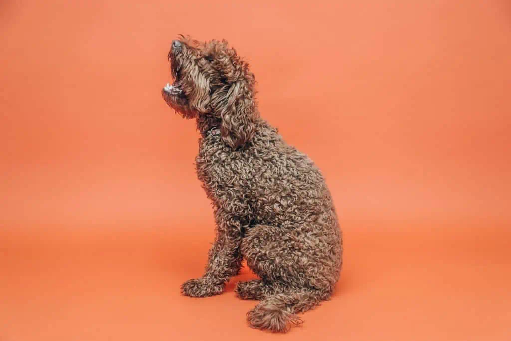 5 an irish setter against orange