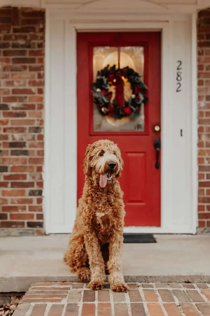 6 an irish doodle with a red door