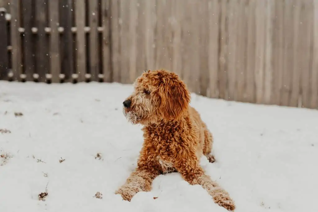 7 an Irish Doodle in the snow