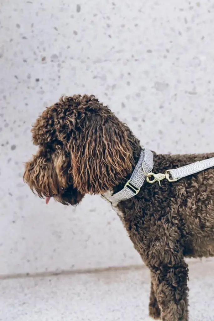 8 a brown poodle mix with a blue leash