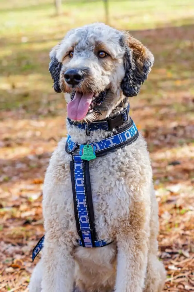 9 a white and brown poodle mix with a blue harness
