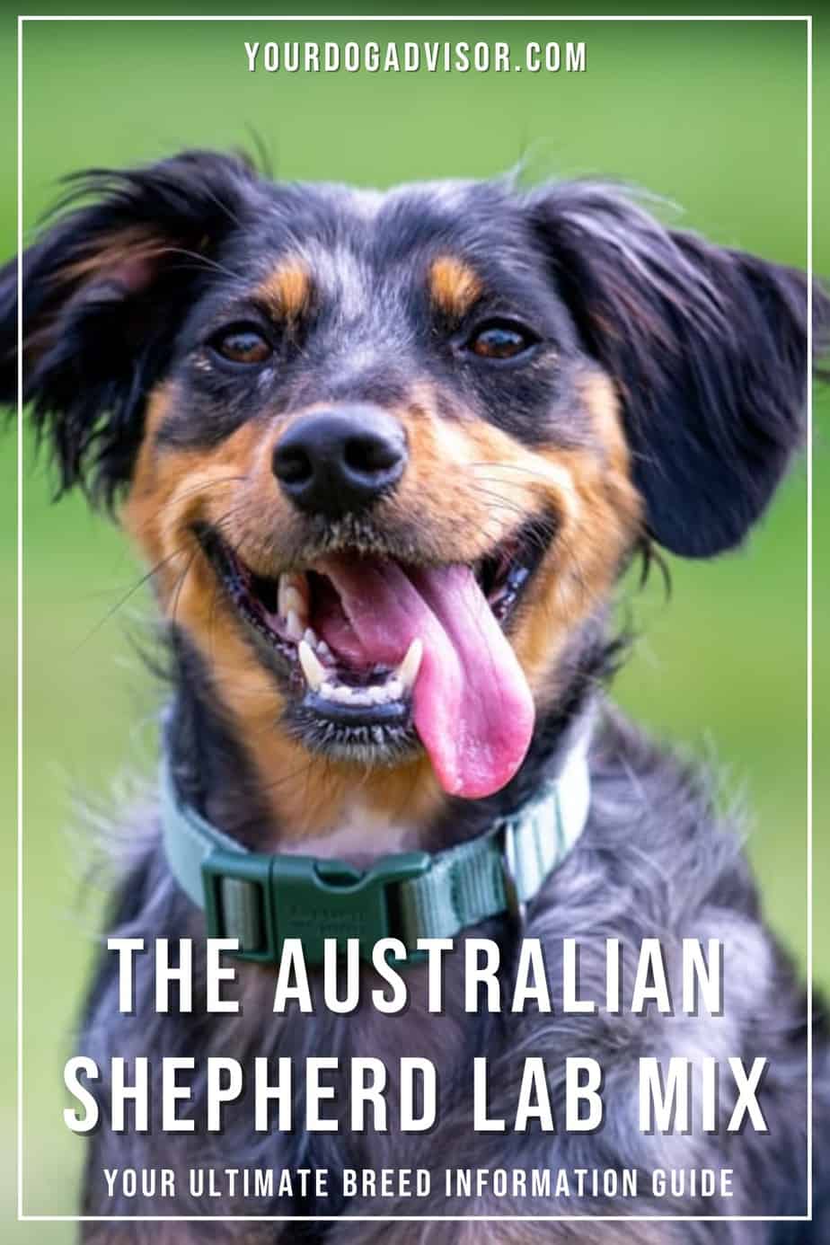 The Australian Shepherd Lab Mix - Your Ultimate Breed Information Guide ...