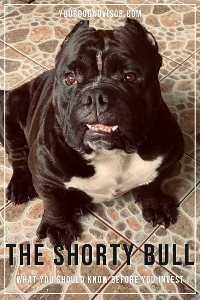 The Shorty Bull What You Should Know Before You Invest Your Dog Advisor