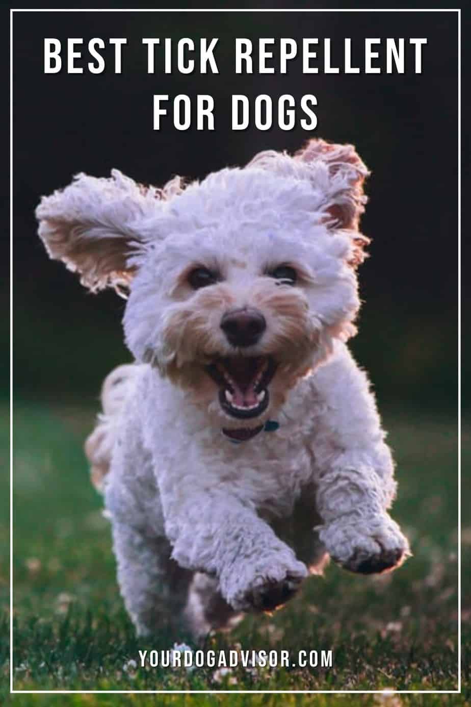 Best Tick Repellent For Dogs Your Dog Advisor