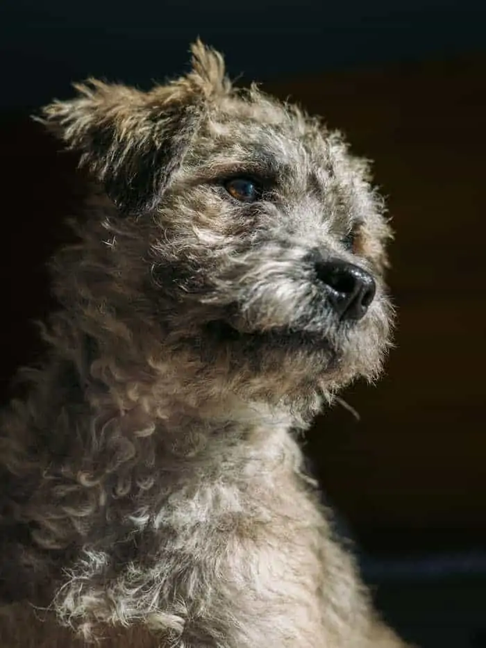 1 a Husky Poodle Mix