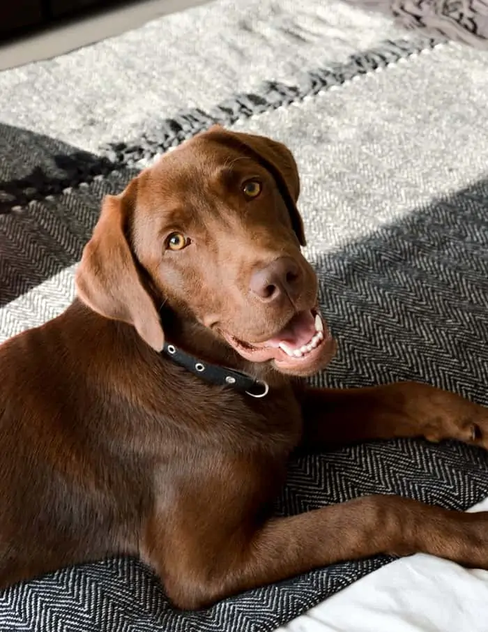 husky brown lab mix