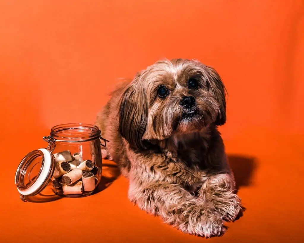 10 a shih tzu with dog treats