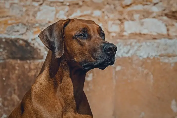 2 a rhodesian Ridgeback